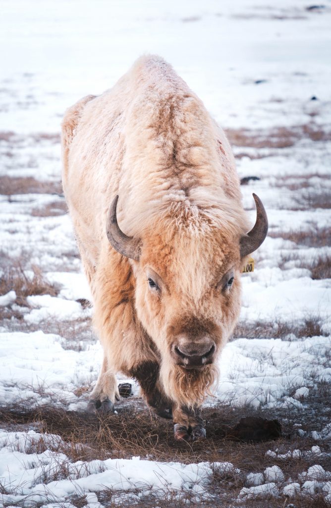Close-up image of a rare white bison standing in a snowy field in Colorado. White bison are considered sacred in among many Native tribes, including the Lakota peoples to which the sacred white bison first appeared.