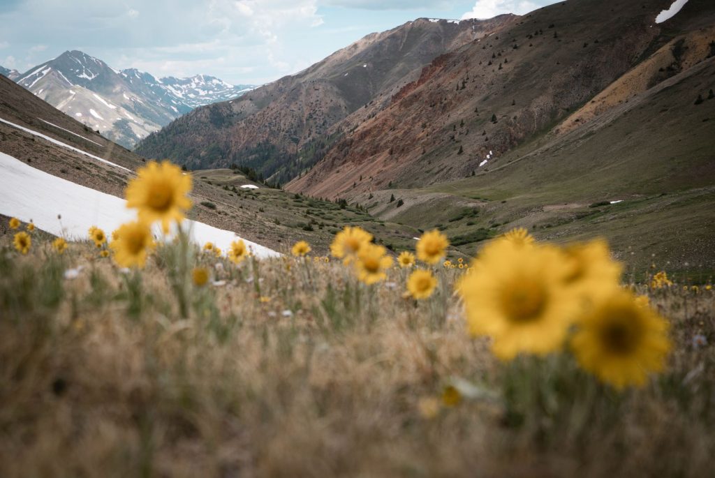 Mountain valley in the springtime with yellow sunflowers popping up in a grassy field with white snow on the hillside