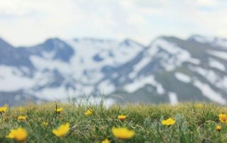 A grassy field of yellow flowers bloom amidst snow-covered mountain peaks, a sign of springtime