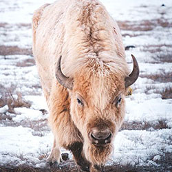 A white bison stands in a snowy field.