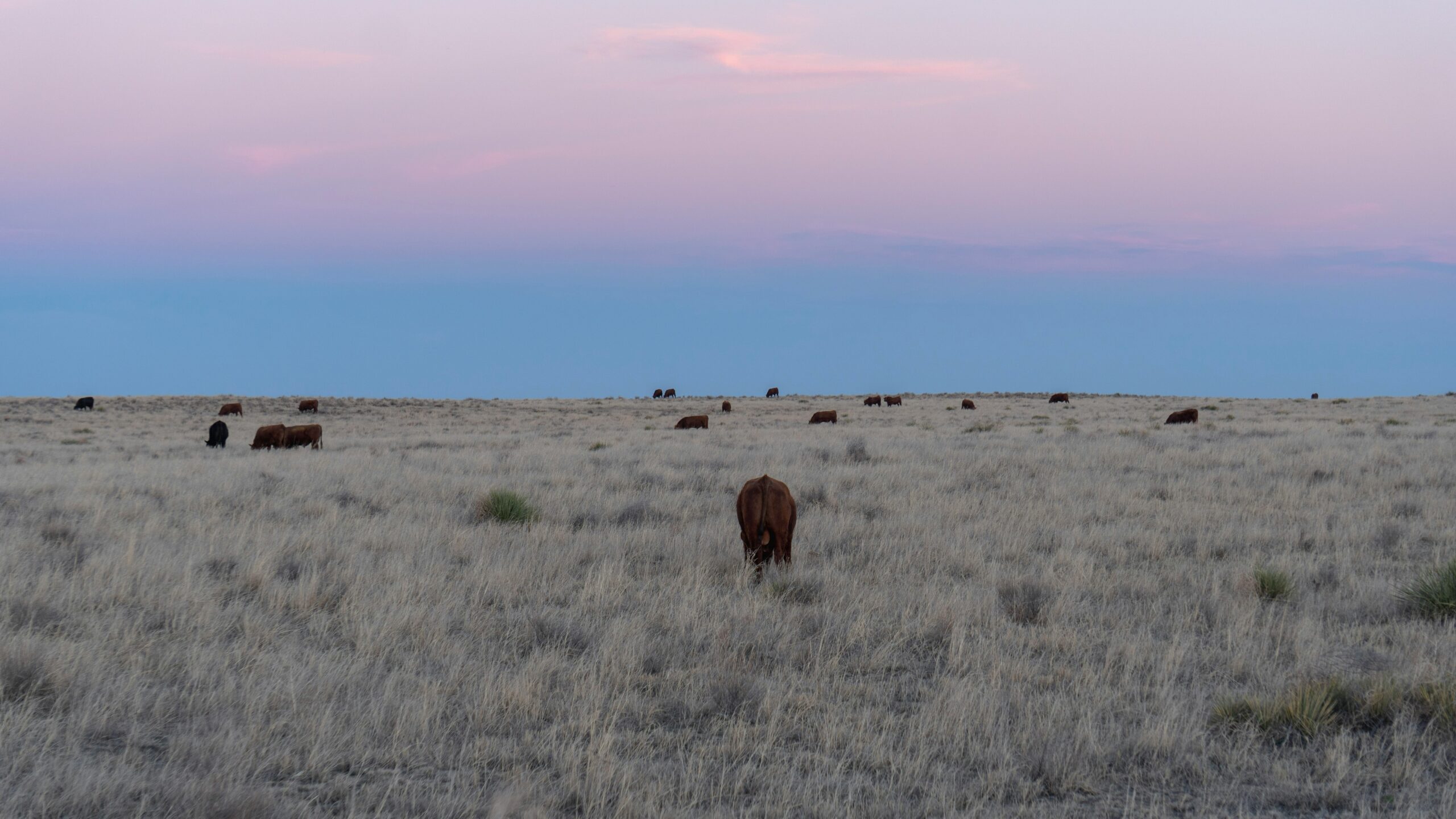 Cows graze across an expansive field at sunset